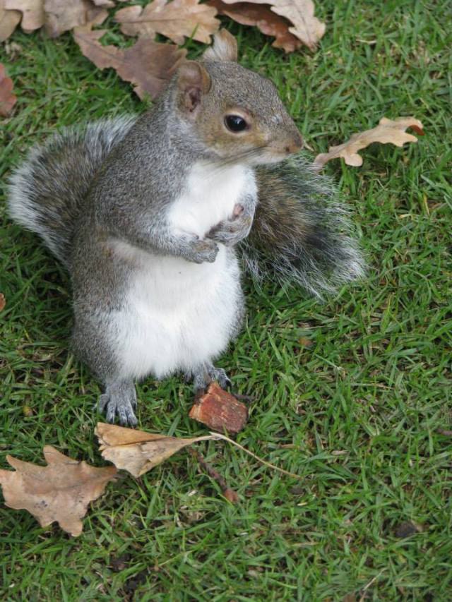 Squirrelly